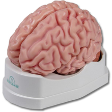Anatomisches Gehirnmodell, lebensgroß, 5-teilig – EZ Augmented Anatomy