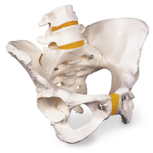 Becken-Skelett, weiblich – 3B Smart Anatomy