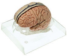 BS 23/3 Gehirnmodell