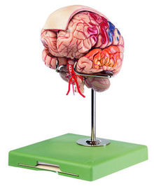 BS 23/4 Gehirnmodell