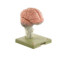BS 25 15-teiliges Gehirnmodell