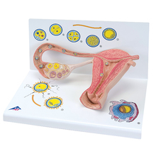 Eierstockmodell mit Befruchtung + Keimentwicklung – 3B Smart Anatomy