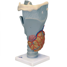 Funktionsmodell Kehlkopf, 2,5-fache Größe – 3B Smart Anatomy 