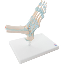 Fußskelett mit Bändern – 3B Smart Anatomy 