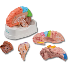 Gehirnmodell funktionell/regional, lebensgroß, 5-teilig – EZ Augmented Anatomy