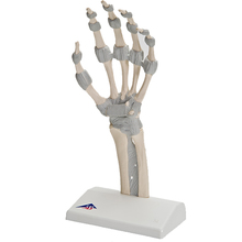 Handskelett Modell mit elastischen Bändern – 3B Smart Anatomy