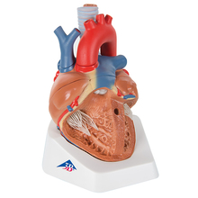 Herz, 7-teilig – 3B Smart Anatomy 