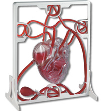 Herz-Modell