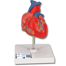 Herzmodell – 3B Smart Anatomy