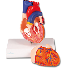 Herzmodell, natürliche Größe, 2 Teile – EZ Augmented Anatomy