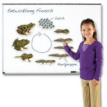 Lebenszyklus Frosch