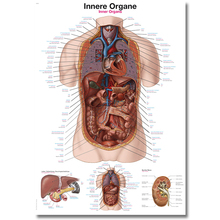 Lehrtafel Innere Organe