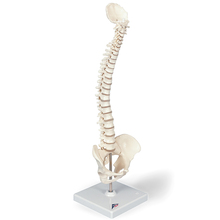 Mini Wirbelsäule beweglich und mit Becken, auf Stativ – 3B Smart Anatomy