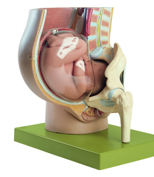 MS 13/1 Becken mit Uterus im 9. Schwangerschaftsmonat