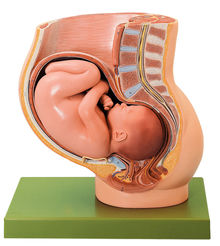 MS 13 Becken mit Uterus im 9. Schwangerschaftsmonat