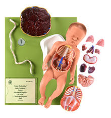 MS 16/1 Weiblicher Fetus