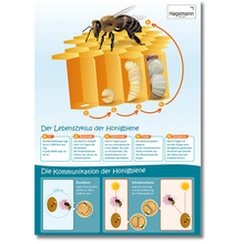Poster Honigbiene