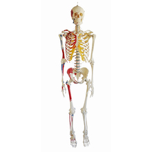 QS 10/11 Künstliches Homo-Skelett