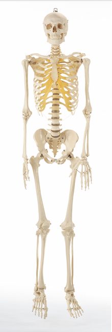 QS 10/3 Künstliches Homo-Skelett