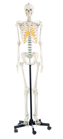 QS 10/8 Künstliches Homo-Skelett, weiblich
