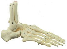 QS 22 Fuss-Skelett (Drahtmontage)