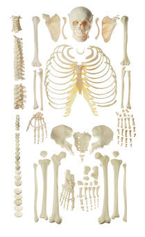 QS 40/1 Unmontiertes Homo-Skelett, männlich