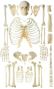 QS 40/2 Unmontiertes Homo-Skelett