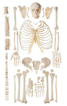 QS 40/4 Unmontiertes Homo-Skelett, weiblich