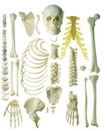 QS 41/1 Unmontiertes halbes Homo-Skelett