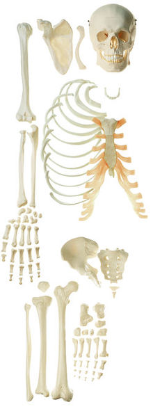 QS 41/2 Unmontiertes halbes Homo-Skelett