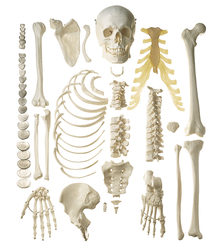 QS 41/4 Unmontiertes halbes Homo-Skelett, weiblich