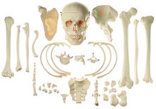 QS 42 Sammlung typischer Knochen vom Menschen