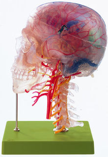QS 65/7 Neuroanatomie-Kopfmodell