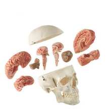 QS 7/20 Künstlicher Homo-Schädel m. 8-teiligem Gehirn