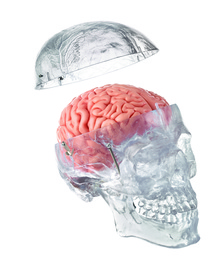QS 7/T/20 Künst. Homo-Schädel, transparent + 8-teiligem Gehirn