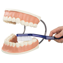 Riesen-Zahnpflegemodell, 3-fache Größe – 3B Smart Anatomy