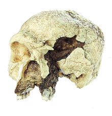 S 11 Schädelrekonstruktion von Homo heidelbergensis