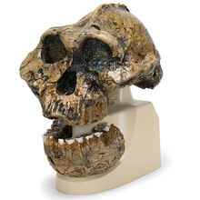 Schädelreplikat Australopithecus boisei