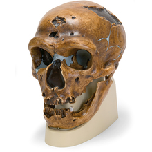 Schädelreplikat Homo neanderthalensis