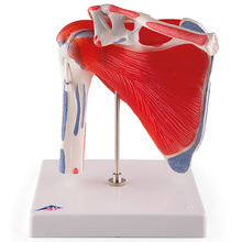 Schultergelenkmodell mit Rotatorenmanschette – 3B Smart Anatomy