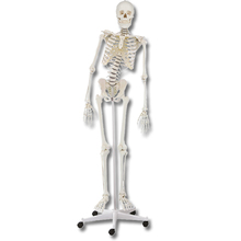 Skelett Hugo m. beweglicher Wirbelsäule