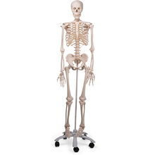 Skelett Stan, Rollenstativ – 3B Smart Anatomy