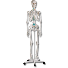 Skelette & Knochenpräparate