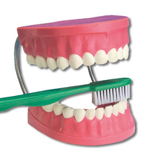 Zahnpflege-Modell