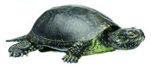 ZoS 1025 Europäische Sumpfschildkröte, Männchen