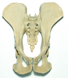 ZoS 53/116 Künstliches Schimpansen-Becken-Skelett