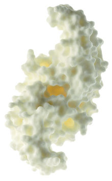 ZoS 57/10 Protein Modell (humaner Knochenwachstumsfaktor BMP-2)