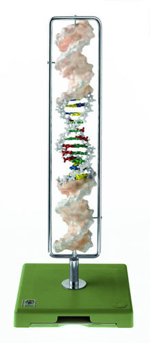 ZoS 57/20 DNA-Doppelhelix (Typ B-DNA)