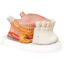 Zungenmodell, 2.5-fache Größe, 4-teilig – 3B Smart Anatomy